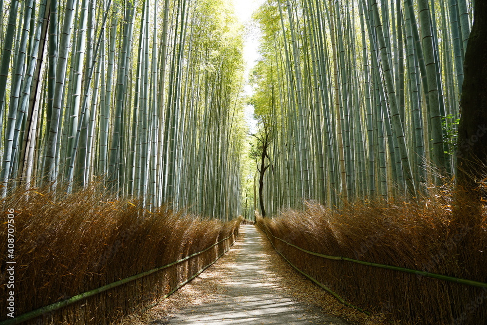 竹林