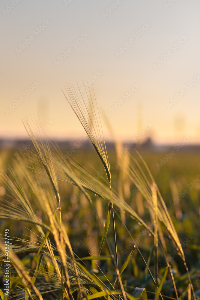 Wild barley that is still green, against a blurred background of sunset. Wild barley that is still green, against a blurred background of sunset.