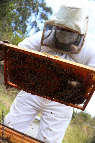beekeeper working in the apiary, low angle photo of a beekeeper with a box full of bees,honey and wax