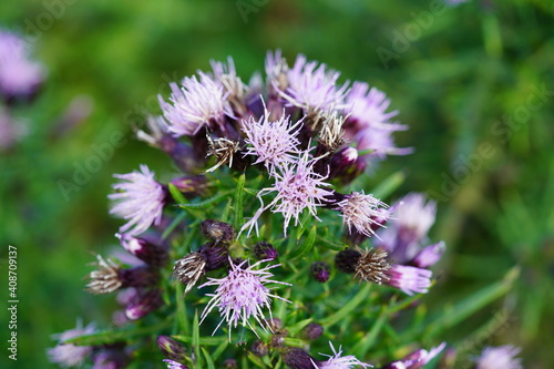 Obraz na płótnie 高山植物 w salonie