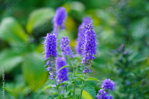 Obraz na płótnie 高山植物 w salonie