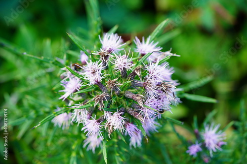 Obraz na płótnie 高山植物 w salonie
