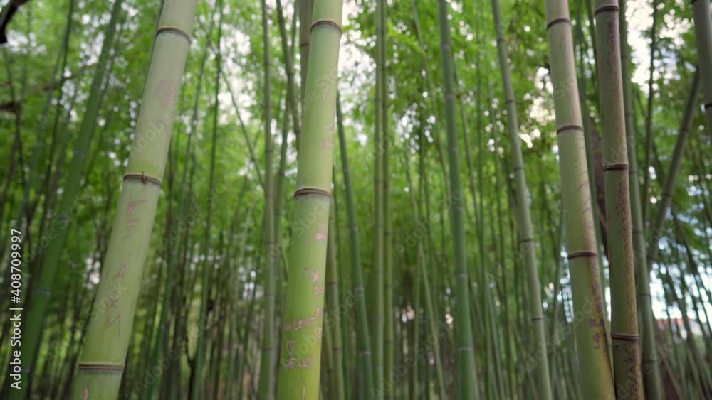 Looking up at green tree tops in a bamboo forest, spinning around, vertigo effect Looking up at green tree tops in a bamboo forest, spinning around, vertigo effect