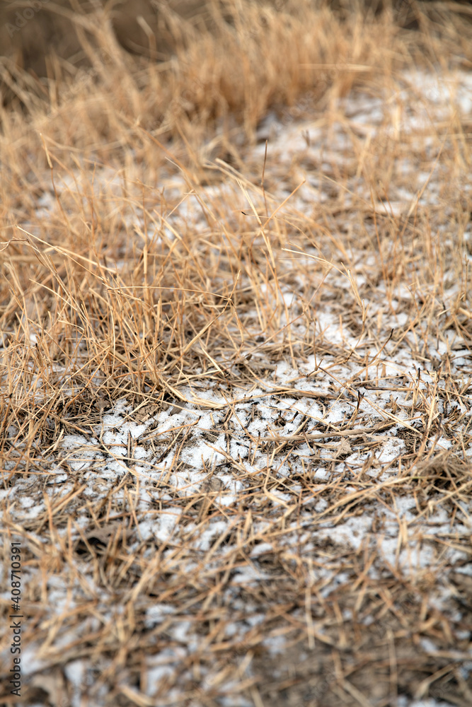 Fototapeta premium Weeds and residual snow on the outdoor loess ground in winter