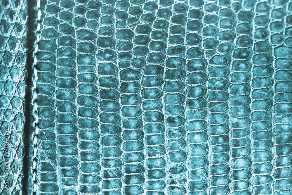 The texture of the natural skin of the African varan lizard. The leather is hand-sewn with vertical stitching on the left. Selective focus, white balance offset, macro.