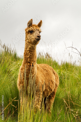 Alpaca cafe solitaria en la montaña photo