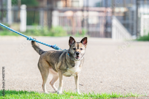 晴れた日に公園を散歩する犬