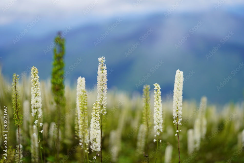 高山植物