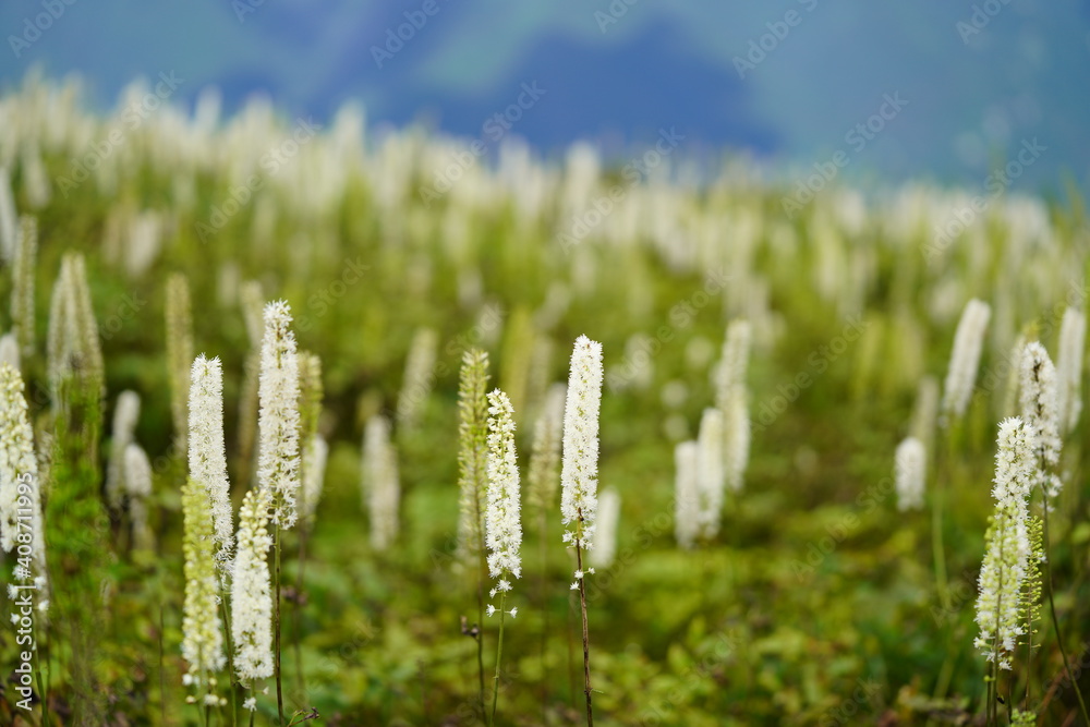 高山植物
