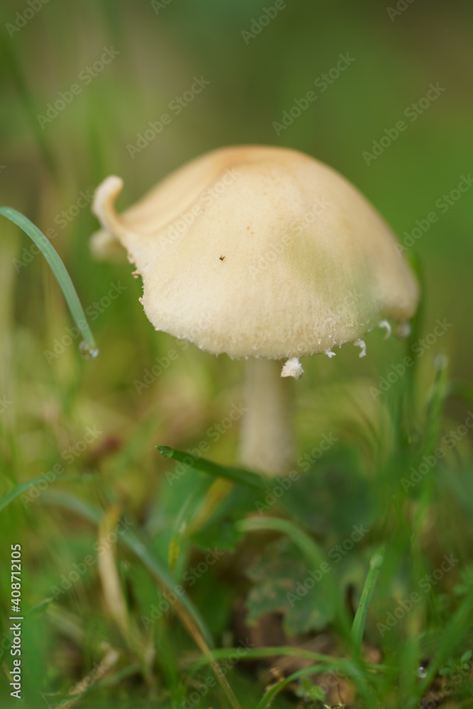 高山植物