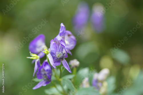 Obraz na płótnie 高山植物 w salonie