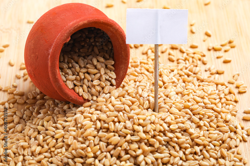 Wheat grains in clay pot on white background Wheat grains in clay pot on white background