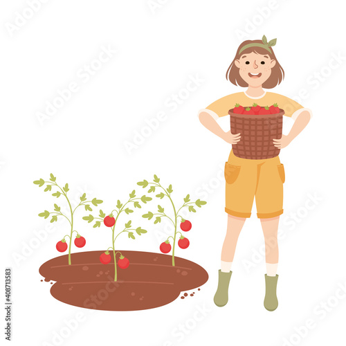 Woman Farmer or Agricultural Worker Gathering Tomatoes in Wicker Basket Vector Illustration
