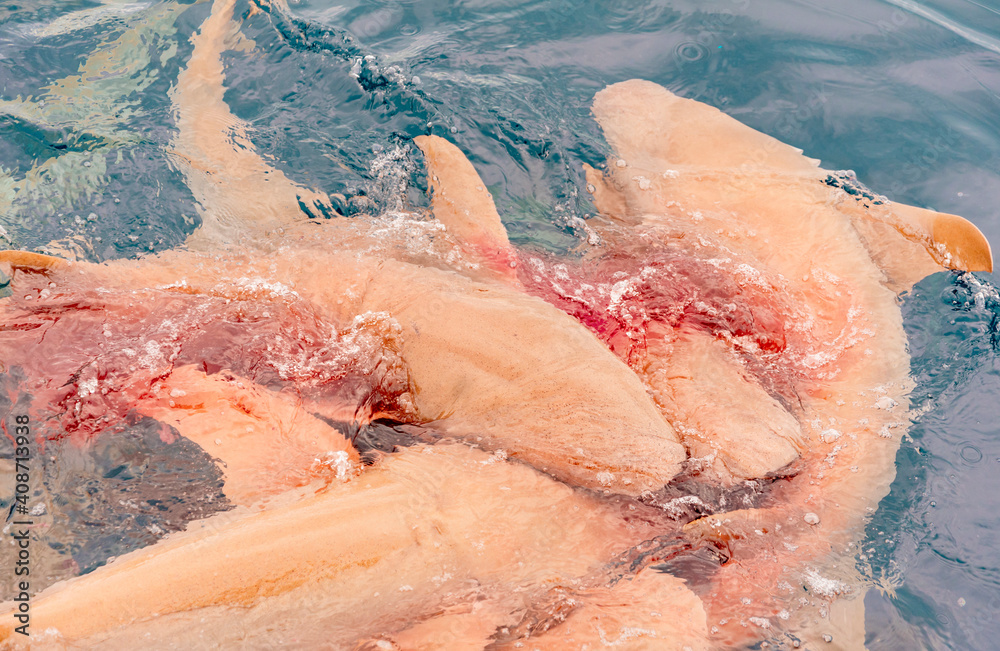 feeding sharks, reef sharks gather underwater for feeding in the Indian Ocean in the Maldives