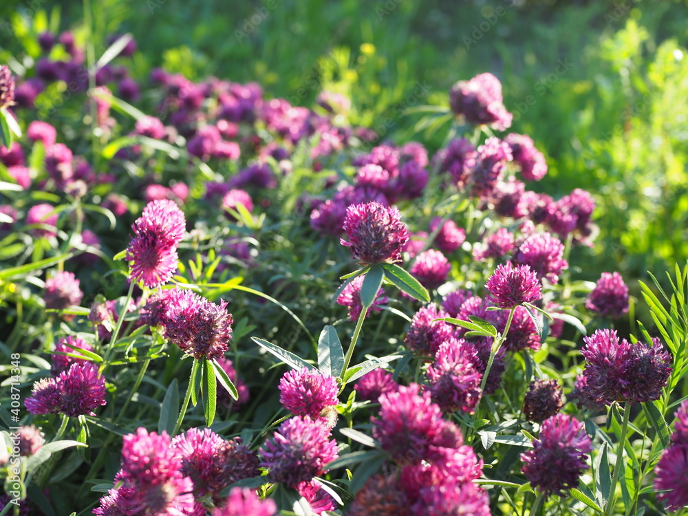 Obraz premium Trifolium pratense. Thickets of a blossoming clover