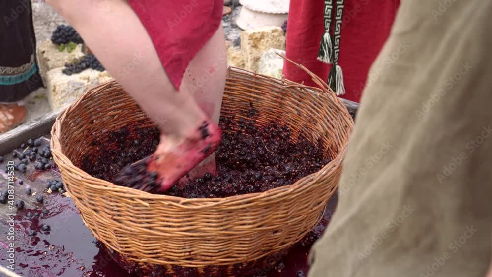 Grapetreading or grapestomping in traditional winemaking. Grapes are