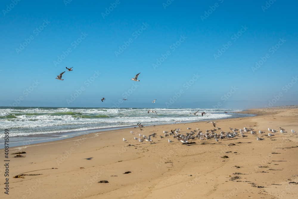 Sea and flock of birds. Empty sand beach, Pacific Ocean, seagulls, and clear blue sky background, California Coast