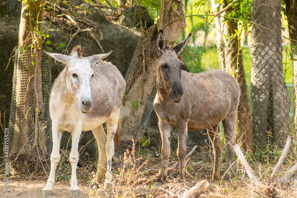 Fototapeta premium Donkeys staring.