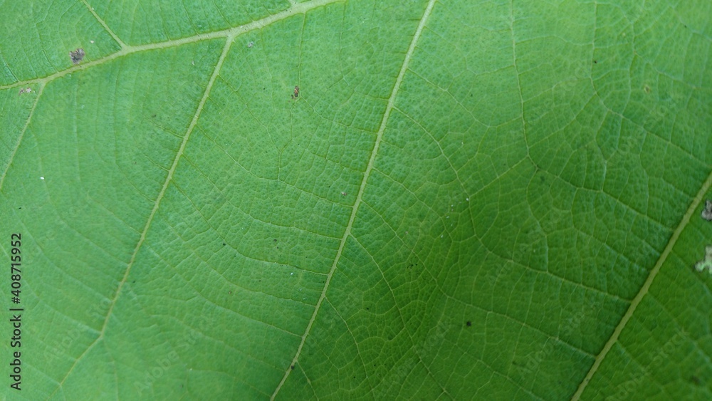 green leaf texture green leaf texture