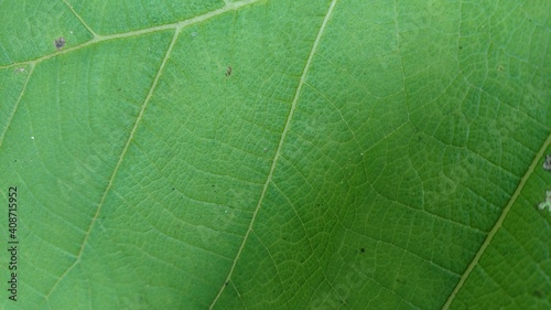 green leaf texture photo
