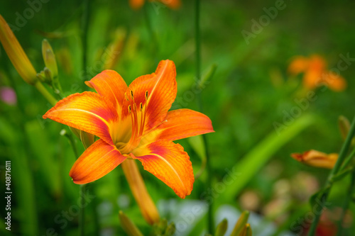 Close up of a single Orange Lilly or Tiger Lilly flower against tall green grasses in spring