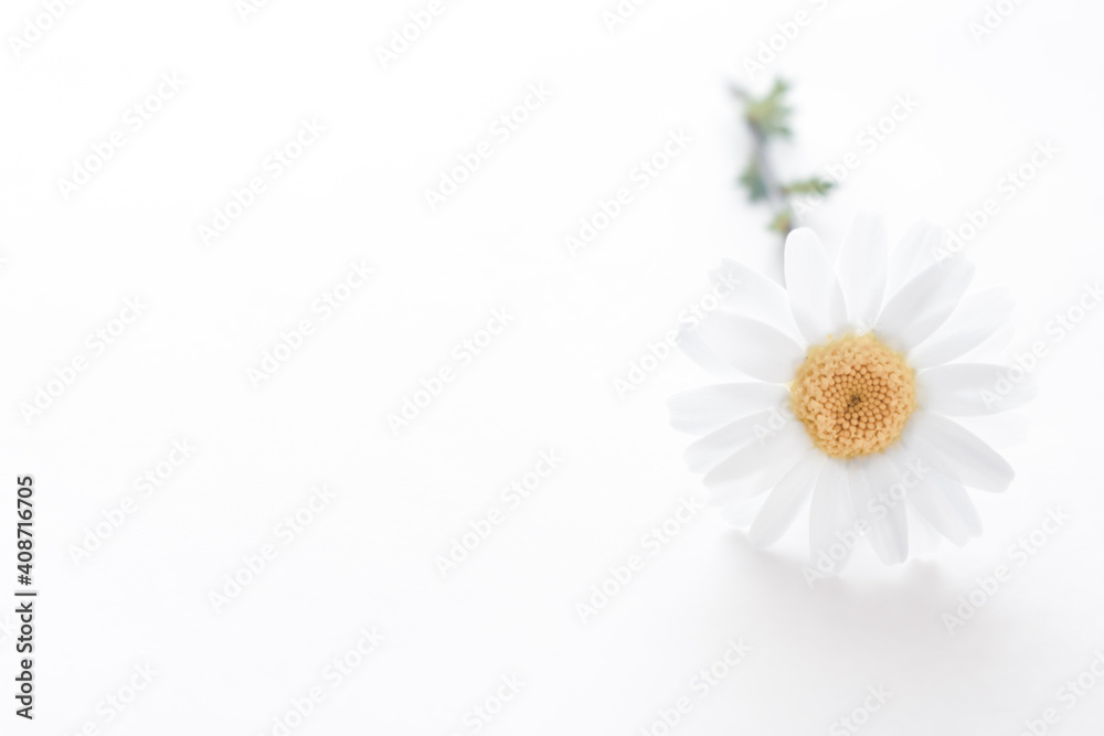 Fototapeta premium 白い花