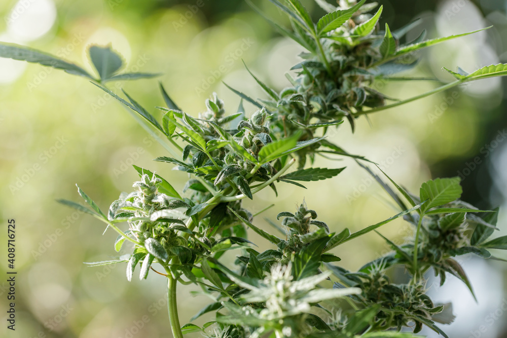 marijuana leaves cannabis plants a beautiful background. marijuana leaves cannabis plants a beautiful background.