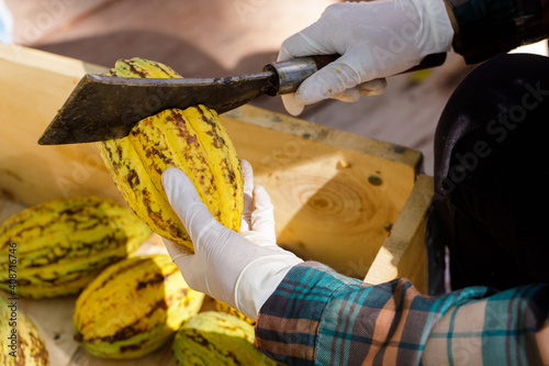 Cocoa beans and cocoa pod on a wooden surface.