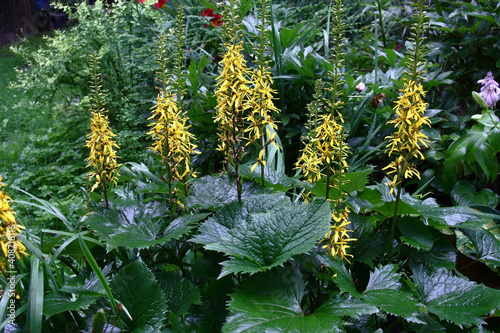 Long inflorescences with bright yellow flowers and fresh large gear green leaves of a ligularia przewalskii. photo