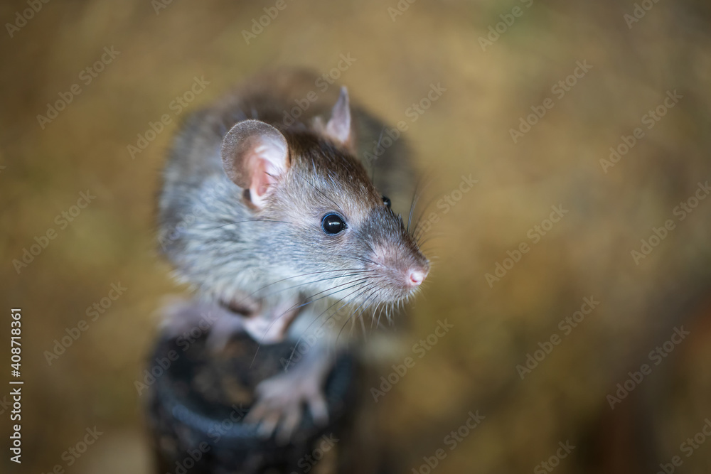 Brown rat in a farm. Brown rat in a farm.