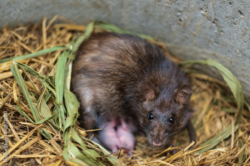 Female brown rat with newborn small rats in the nest