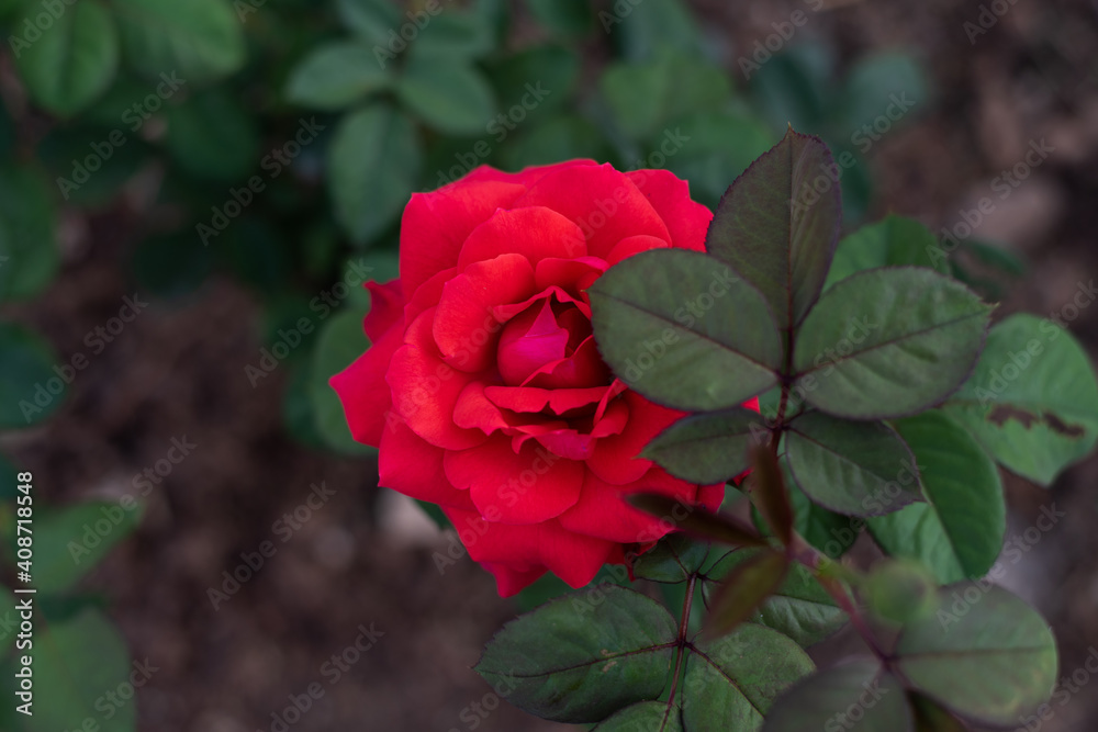Rose in garden on blur.