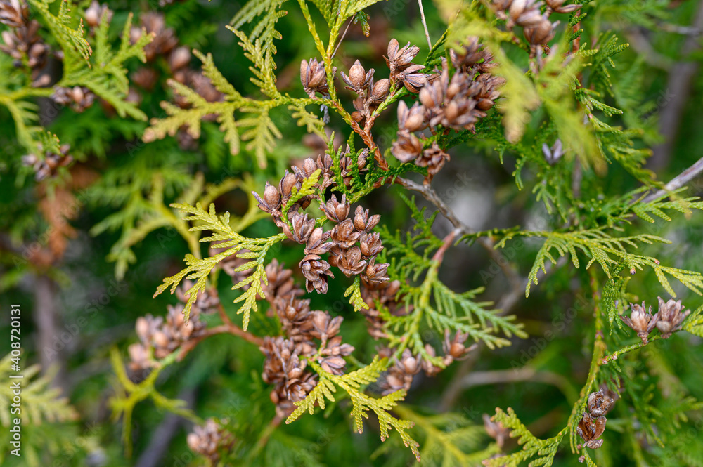 mature cones oriental arborvitae and foliage thuja. close up of bright green texture of thuja leaves with brown seed cones mature cones oriental arborvitae and foliage thuja. close up of bright green texture of thuja leaves with brown seed cones