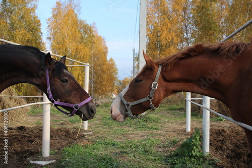 two horses stuck their heads out in the paddock watching talking