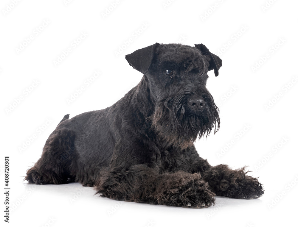 miniature schnauzer in studio