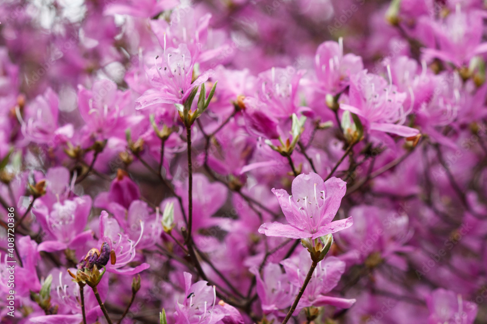 Obraz premium コバノミツバツツジ