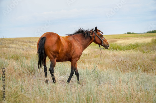 Red beautiful horse posing in meadow in front of the camera
