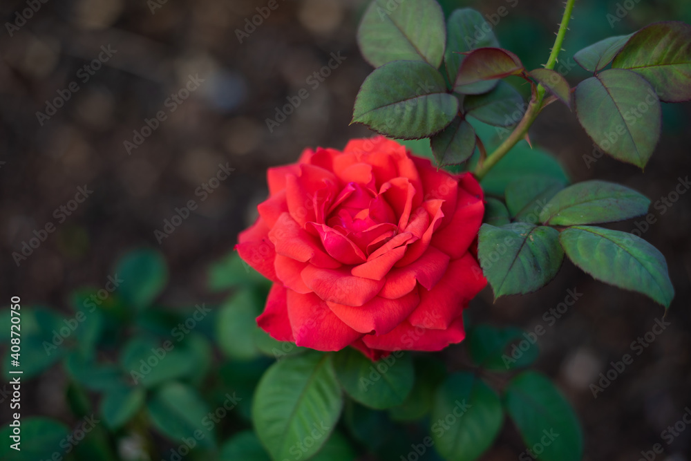 Rose in garden on blur.