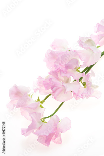 Wallpaper Mural 白背景の桃色のスイートピー Torontodigital.ca