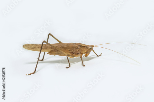A male Conehead Katydid Grasshopper resting on a white surface.