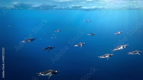 Many gentoo penguins swimming underwater in Antarctica, sunlight passing through the ice 