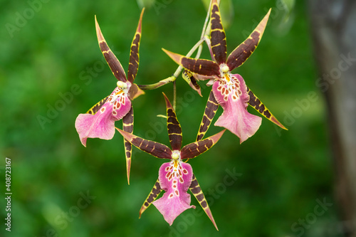 Orhcid tropical flower closeup photo