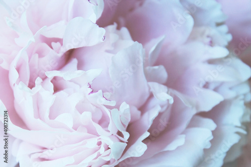 pastel pink and white peony flowers close up