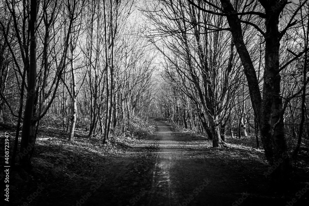 A Path Through the Trees A Path Through the Trees