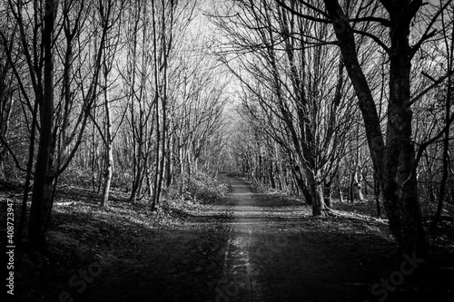 A Path Through the Trees