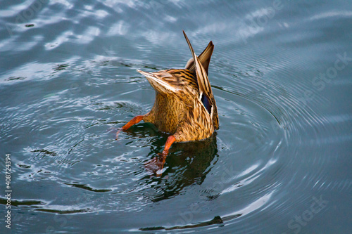 DUCK SHAME