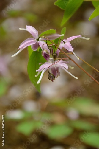 ユニークな錨の形をしたイカリソウの花
