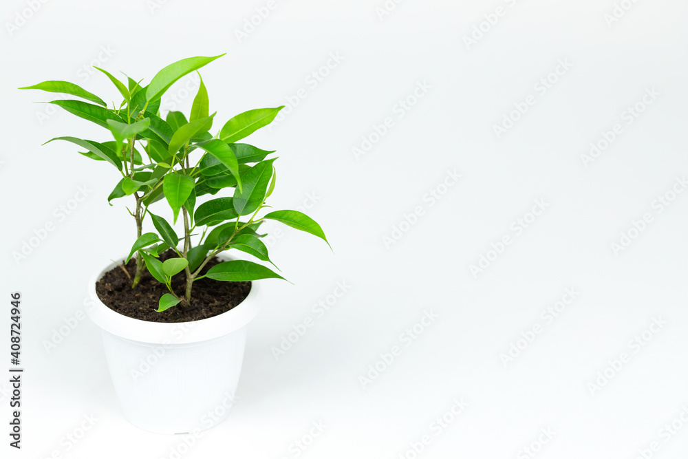 Ficus planted in a white pot on white background