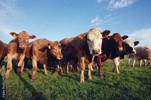 Cows in a field, Portpatrick, Scotland
