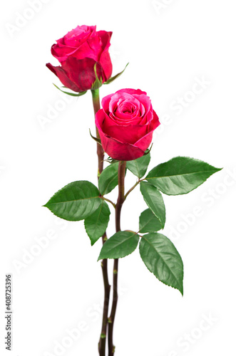 beautiful pink roses on a white background